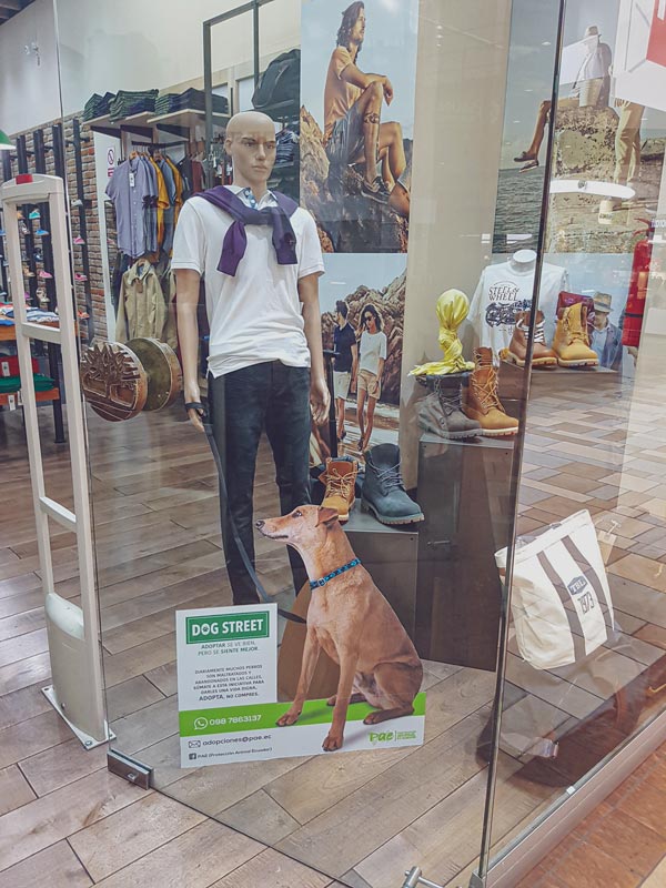 pae-dogstreet-perro-de-la-calle